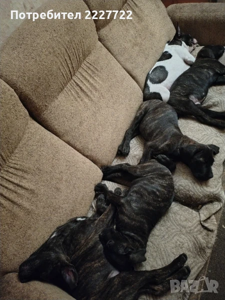 Kane korso  /  Кане корсо, снимка 1