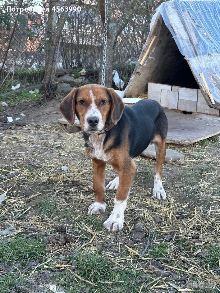 Mijko tricvetno gonce na 5 i polovin mesec, снимка 1