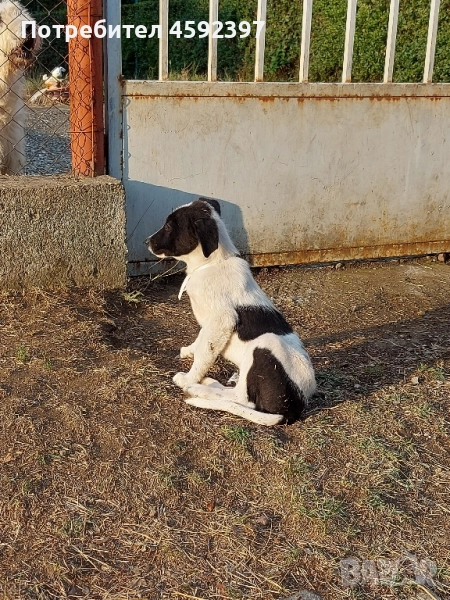 Подарявам кученца , снимка 1