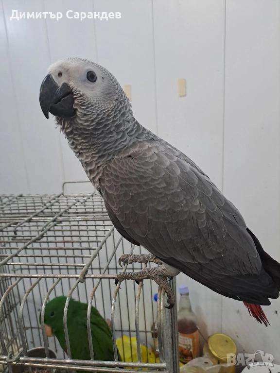 Продавам папагали Жако, снимка 1
