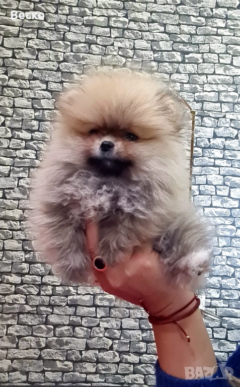 Померан мини женски , снимка 1