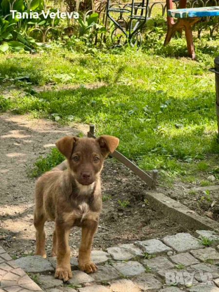 Търся изгубено женско кученце - Сара , снимка 1