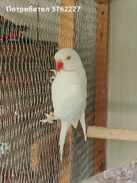 Продавам Малак Александър , снимка 1