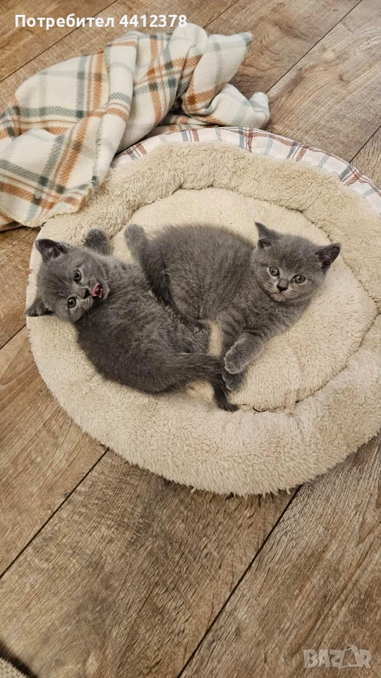британски сини късокосмести котета , снимка 1