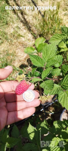 Разсад малини , снимка 1