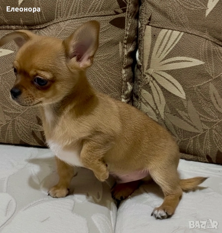 Мини Чихуахуа Момченце Шоколадов ген, снимка 1