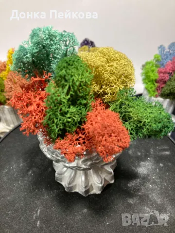 Различни модели кашпи със естествен скандинавски мъх и пожелания, снимка 6 - Стайни растения - 47476759