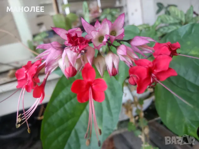 Клеродендрум специозум, снимка 1