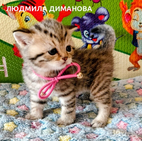 Шотландски златни чинчили. , снимка 4 - Британска късокосместа - 53387343