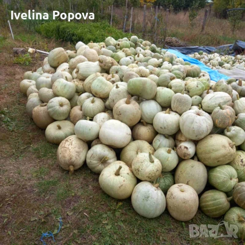 Продавам тикви за животни