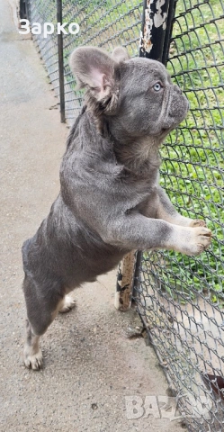 Френски булдог, снимка 2 - Френски булдог - 53588070