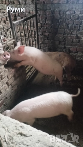 Продавам прасенца, снимка 2 - Прасета - 52857384