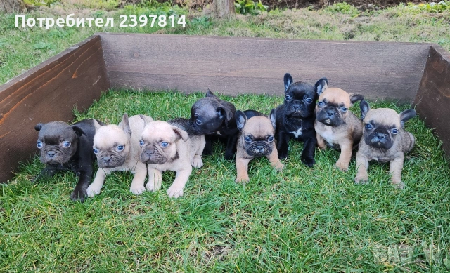 Френски булдог 