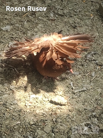 Свободни гълъби 100 бр.Пощи Ардезио гълъби на въртене , снимка 9 - Гълъби - 52429670