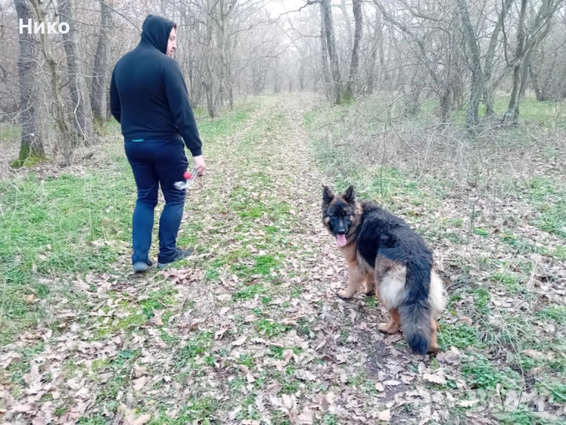 Немски овчарки , снимка 14 - Немска овчарка - 52176583