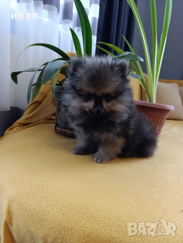 померан момче 