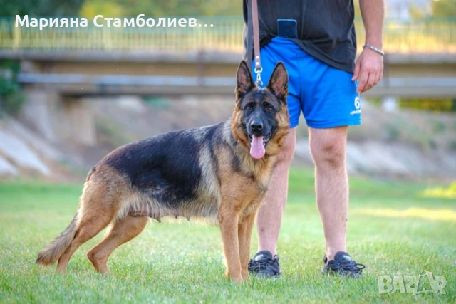 Немска овчарка, снимка 2 - Други животни - 53390612