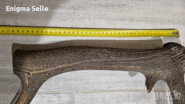 Рог от елен , снимка 6 - Декорация за дома - 52529868