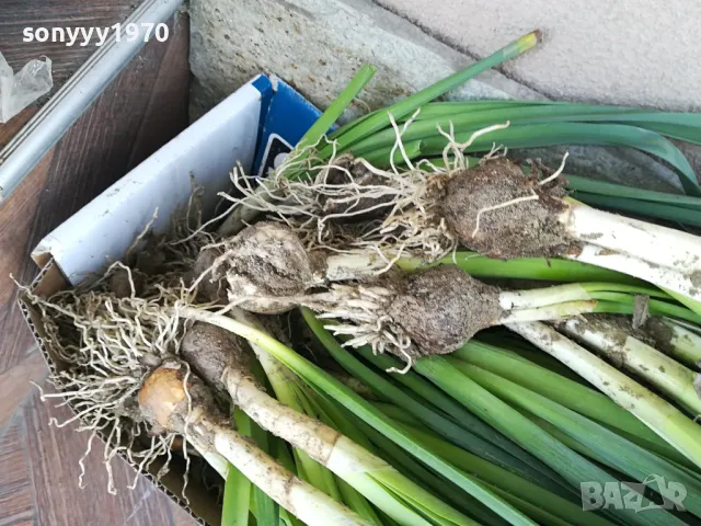 ГРЪМ ОТ НАРЦИСИ 25БР С ЛУКОВИЦИ 1504250637, снимка 13 - Градински цветя и растения - 49899615