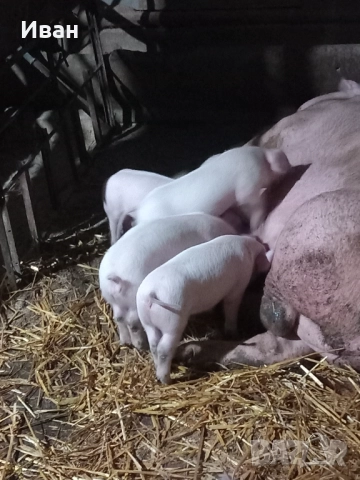 Прасета, снимка 6 - Прасета - 52757302