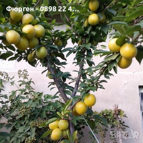 Слива - Ту-Сун, снимка 4 - Разсади - 51852228