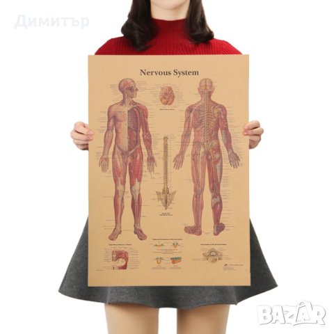 Постер постери плакат Череп 42/29см., снимка 7 - Декорация за дома - 42256070