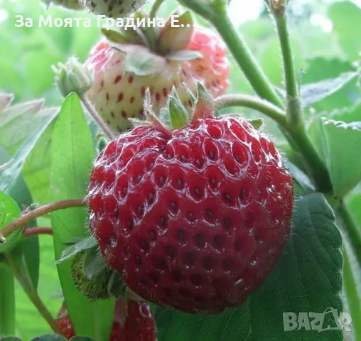 Ягода 🍓 Малина , снимка 2 - Разсади - 49762176