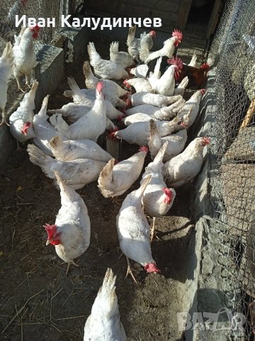 продавам кокошки,пуйки,патици, снимка 3 - Кокошки и пуйки - 44194982