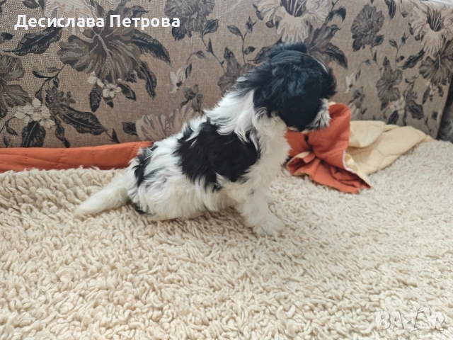 Продавам Бивър Йоркширски териер , снимка 5 - Йоркширски териер - 53845573