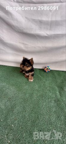 Мини йоркширски териер , снимка 3 - Йоркширски териер - 41190676
