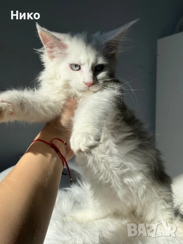 Мейн кун котенца / Мейн куун котенца / Maine coon kittens, снимка 3 - Мейн кун - 50068719