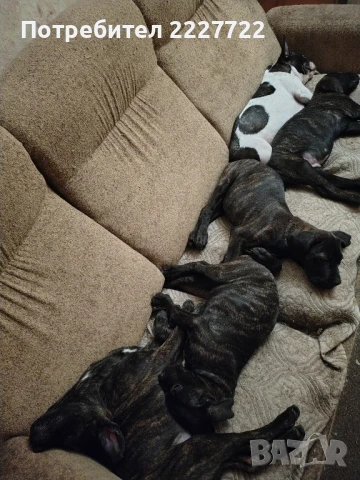 Kane korso  /  Кане корсо, снимка 1