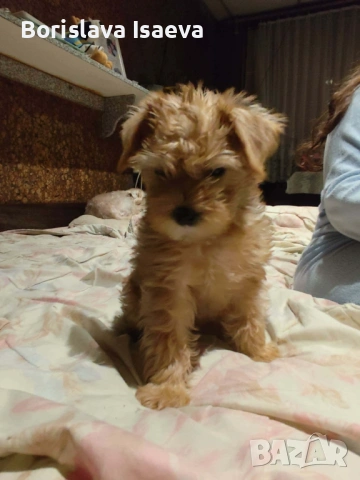 Двама руси господина от Варна, снимка 2 - Йоркширски териер - 53374577