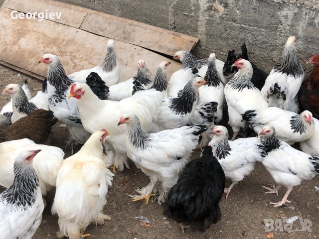 Невероятни БРАМА кокошки , снимка 18 - Кокошки и пуйки - 42342424