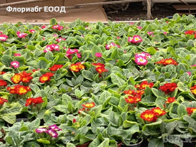 Цветя за 8-ми март, снимка 3 - Стайни растения - 53523171