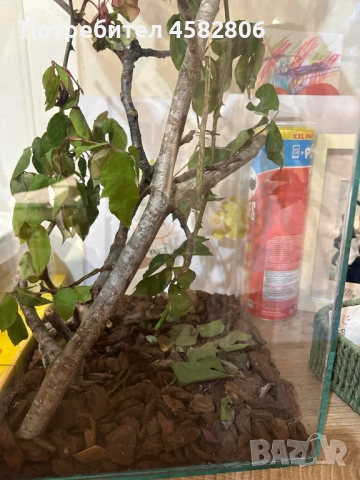 Анамска Пръчица / Насекоми пръчици / Виетнамски Пръчици, снимка 3 - Други - 52314463