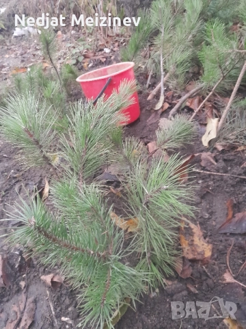 Бор- бял и черен фиданки, снимка 2 - Разсади - 51992947