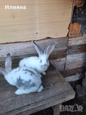 Продавам эайци , снимка 5 - Други животни - 53771954