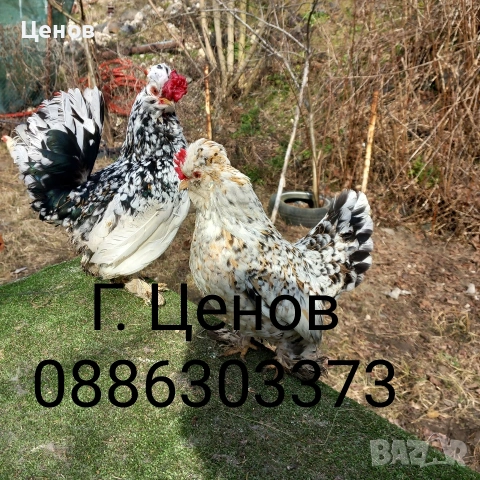 Чифтове струмски бантам, снимка 8 - други­ - 49315454