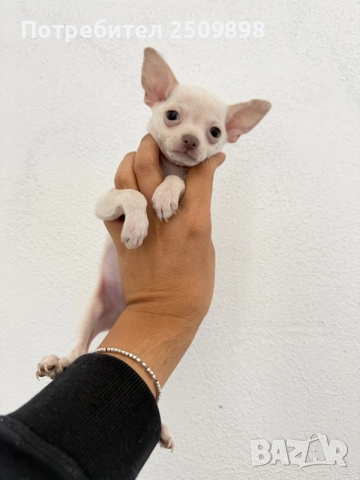 Чихуахуа Chihuahua mini, снимка 2 - Чихуахуа - 56127506