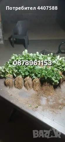Разсад Ягоди Целогодишни Сортове, снимка 5 - Разсади - 56368977