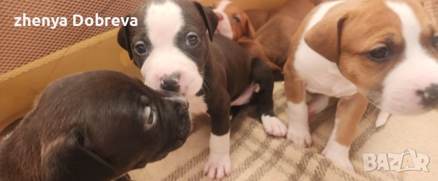 Американски питбул, снимка 2 - Питбул - 52500360