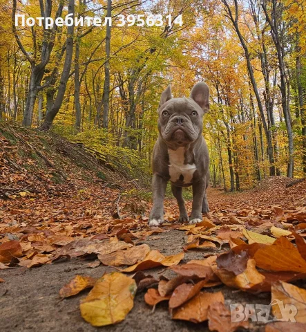 Френски булдог ., снимка 4 - Френски булдог - 55830702