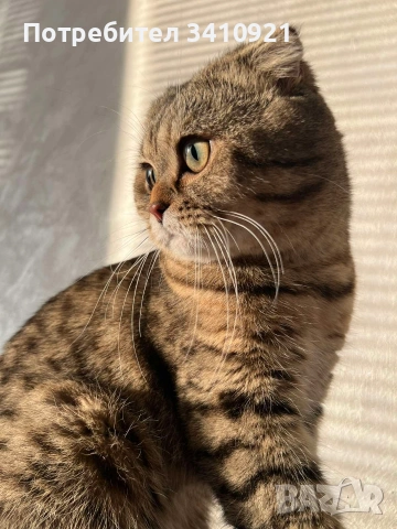 тикирано Таби, снимка 3 - Британска късокосместа - 53022691