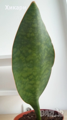 Sansevieria Masoniana - Whale fin ( Сансевиера Китова перка ), снимка 4 - Стайни растения - 51888121
