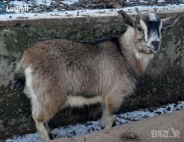 Продавам декоративни яренца, снимка 3 - Кози - 53165362