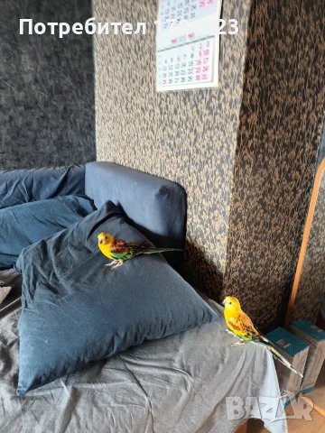 Поен мъжки папагал , снимка 11 - Папагали - 55725749