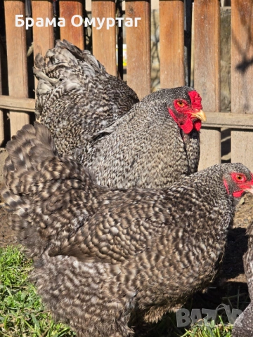 Продавам разплодни яйца от Кукувича Брама [Cuckoo Brahma], снимка 4 - Кокошки и пуйки - 53811646