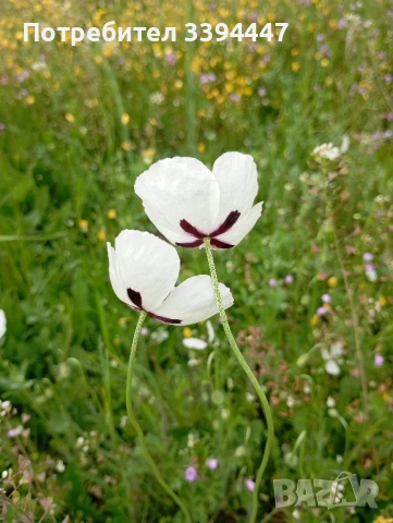 Биволско , овче и козе сирене , снимка 2 - Домашни продукти - 51200169