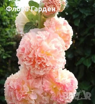 КЛЕМАТИС, БОЖУР - Коренища- ПРЕДВАРИТЕЛНИ ПОРЪЧКИ, снимка 12 - Градински цветя и растения - 53650447